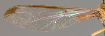 Media type: image;   Entomology 13123 Aspect: wing